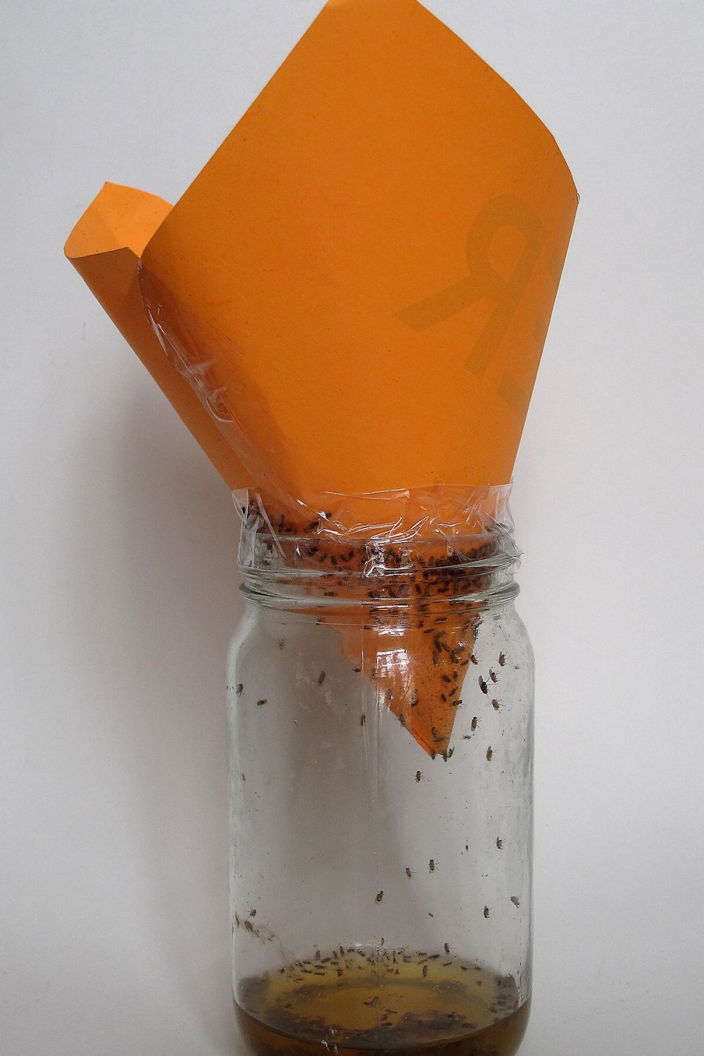 Fruit fly trap